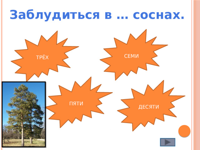 Заблудиться в … соснах. СЕМИ ТРЁХ ПЯТИ ДЕСЯТИ 