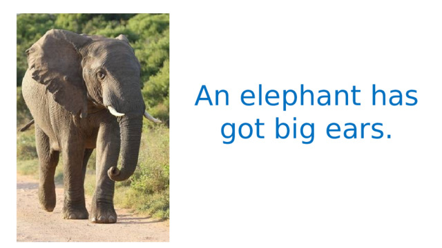 An elephant has got big ears. 