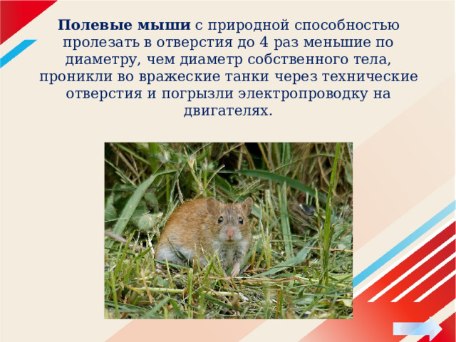 Полевые мыши  с природной способностью пролезать в отверстия до 4 раз меньшие по диаметру, чем диаметр собственного тела, проникли во вражеские танки через технические отверстия и погрызли электропроводку на двигателях. 