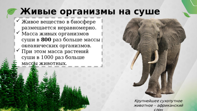 Живые организмы на суше Живое вещество в биосфере размещается неравномерно. Масса живых организмов суши в 800 раз больше массы океанических организмов. При этом масса растений суши в 1000 раз больше массы животных. Крупнейшее сухопутное животное – африканский слон 