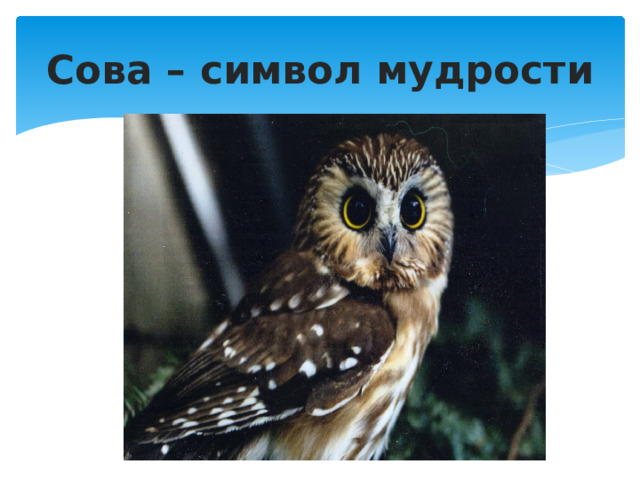 Сова – символ мудрости 