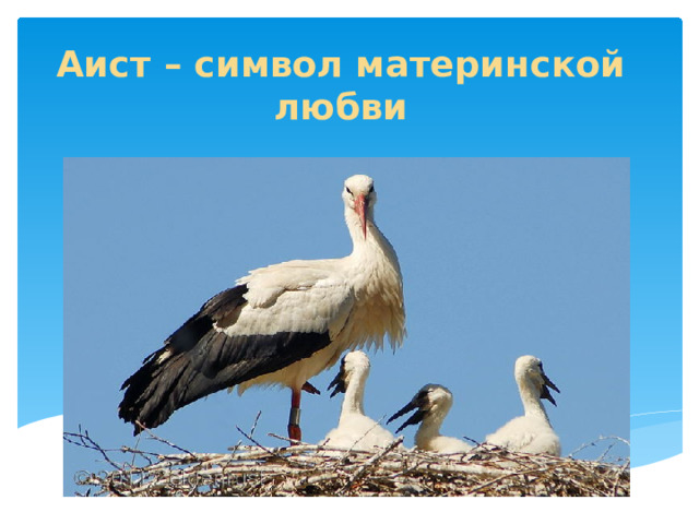 Аист – символ материнской любви 