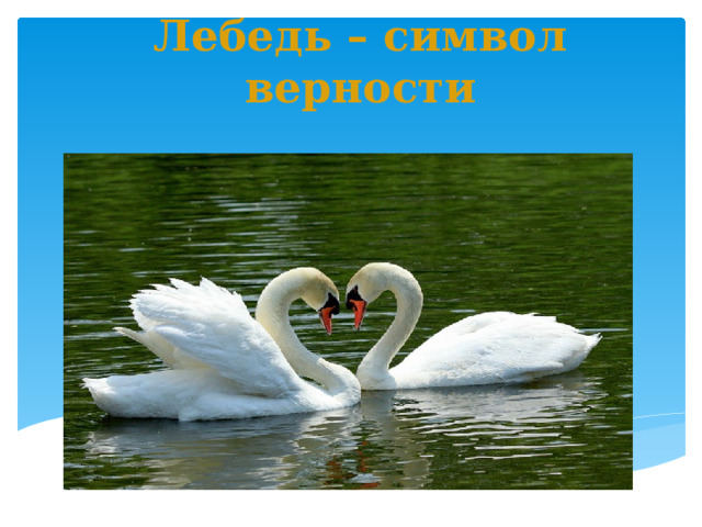 Лебедь – символ верности 