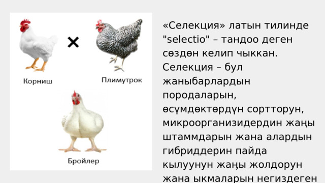 «Селекция» латын тилинде 