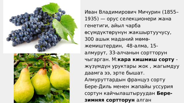 Иван Владимирович Мичурин (1855–1935) — орус селекционери жана генетиги, айыл чарба өсүмдүктөрүнүн жакшыртуучусу, 300 ашык маданий мөмө-жемиштердин, 48-алма, 15-алмурут, 33-алчанын сортторун чыгарган. М: кара кишмиш сорту - жүзүмдүн уруктары жок , жагымдуу даамга ээ, эрте бышат. Алмуруттардын француз сорту Бере-Диль менен жапайы уссурия сортун кайчылаштыруудан Бере-зимняя сортторун алган 
