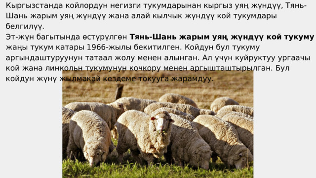 Кыргызстанда койлордун негизги тукумдарынан кыргыз уяң жүндүү, Тянь-Шань жарым уяң жүндүү жана алай кылчык жүндүү кой тукумдары белгилүү. Эт-жүн багытында өстүрүлгөн Тянь-Шань жарым уяң жүндүү кой тукуму жаңы тукум катары 1966-жылы бекитилген. Койдун бул тукуму аргындаштуруунун татаал жолу менен алынган. Ал үчүн куйруктуу ургаачы кой жана линкольн тукумунун кочкору менен аргышташтырылган. Бул койдун жүнү жылмакай кездеме токууга жарамдуу. 