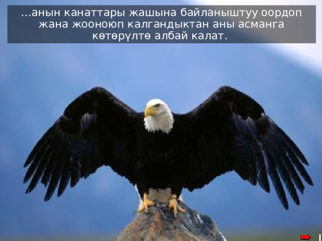 … анын канаттары жашына байланыштуу оордоп жана жооноюп калгандыктан аны асманга көтөрүлтө албай калат . Its’ old-aged and heavy wings, due to their thick feathers, become stuck to its’ chest and make it difficult to fly 