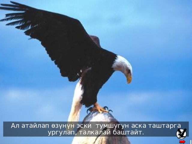 There the eagle knocks its’ beak against a rock until it plucks it out Ал атайлап өзүнүн эски тумшугун аска таштарга ургулап, талкалай баштайт . 