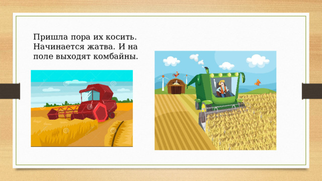 Пришла пора их косить. Начинается жатва. И на поле выходят комбайны. 