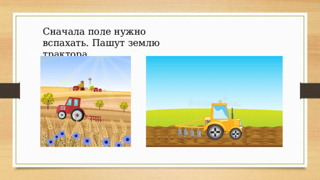 Сначала поле нужно вспахать. Пашут землю трактора. 