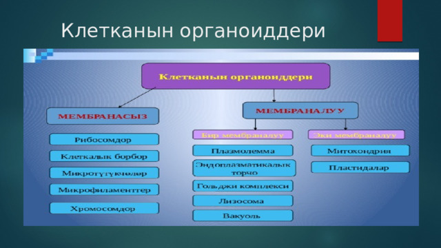 Клетканын органоиддери 