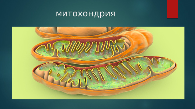 митохондрия 