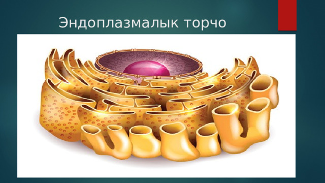 Эндоплазмалык торчо 