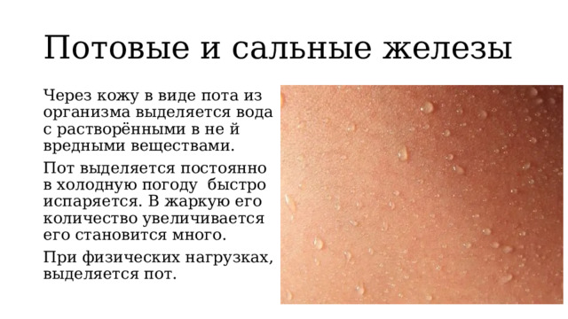 Потовые и сальные железы Через кожу в виде пота из организма выделяется вода с растворёнными в не й вредными веществами. Пот выделяется постоянно в холодную погоду быстро испаряется. В жаркую его количество увеличивается его становится много. При физических нагрузках, выделяется пот. 