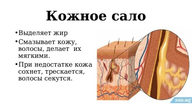 Кожное сало Выделяет жир Смазывает кожу, волосы, делает их мягкими. При недостатке кожа сохнет, трескается, волосы секутся. 