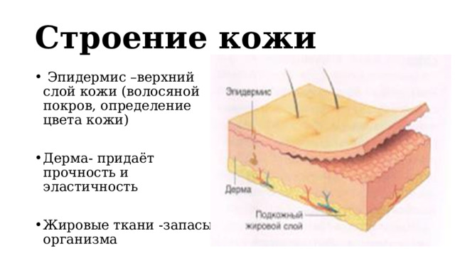 Строение кожи  Эпидермис –верхний слой кожи (волосяной покров, определение цвета кожи) Дерма- придаёт прочность и эластичность Жировые ткани -запасы организма 