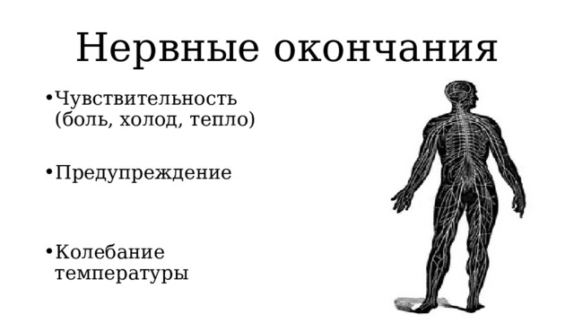 Нервные окончания Чувствительность (боль, холод, тепло) Предупреждение Колебание температуры 
