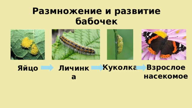 Размножение и развитие бабочек Куколка Взрослое насекомое Яйцо Личинка 