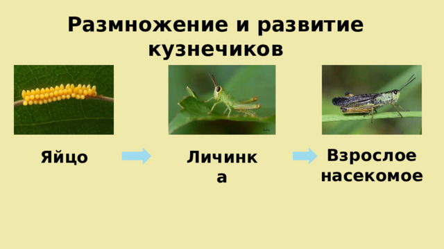 Размножение и развитие кузнечиков Взрослое насекомое Яйцо Личинка 