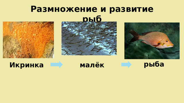 Размножение и развитие рыб рыба Икринка малёк 