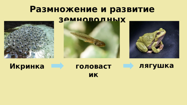 Размножение и развитие земноводных лягушка Икринка головастик 