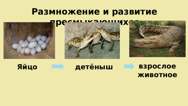 Размножение и развитие пресмыкающихся взрослое животное Яйцо детёныш 
