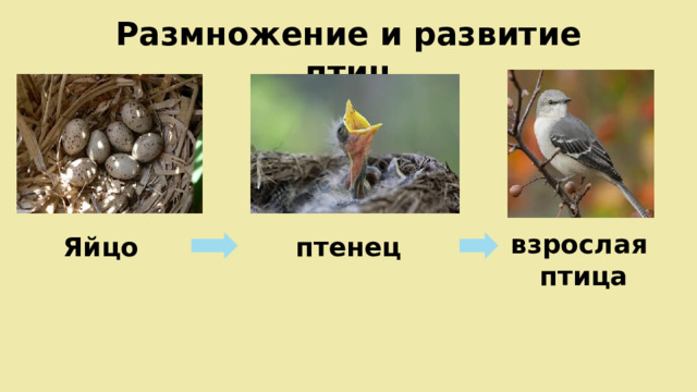 Размножение и развитие птиц взрослая птица Яйцо птенец 