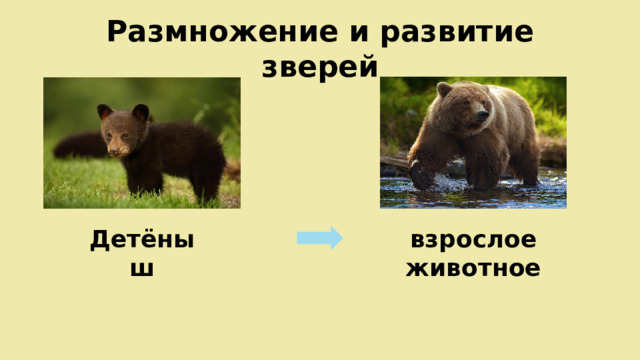 Размножение и развитие зверей Детёныш взрослое животное 