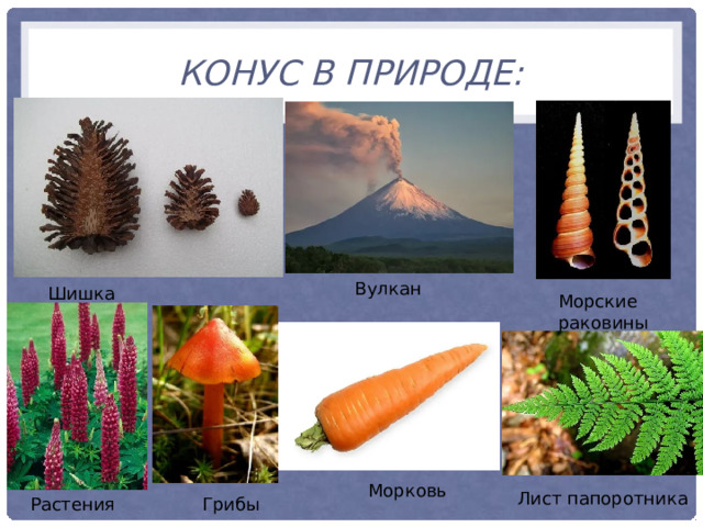 Конус в природе: Вулкан Шишка Морские раковины Морковь Лист папоротника Растения Грибы 
