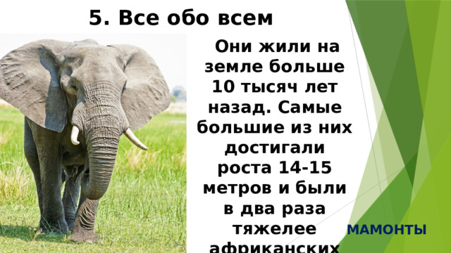 5. Все обо всем  Они жили на земле больше 10 тысяч лет назад. Самые большие из них достигали роста 14-15 метров и были в два раза тяжелее африканских слонов! Кто это ? МАМОНТЫ  