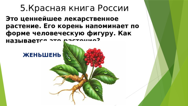 5.Красная книга России Это ценнейшее лекарственное растение. Его корень напоминает по форме человеческую фигуру. Как называется это растение?  ЖЕНЬШЕНЬ 