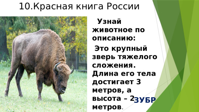 10.Красная книга России  Узнай животное по описанию:  Это крупный зверь тяжелого сложения. Длина его тела достигает 3 метров, а высота – 2 метров . ЗУБР 