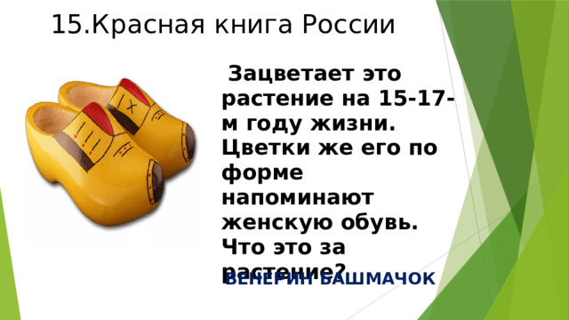 15.Красная книга России  Зацветает это растение на 15-17-м году жизни. Цветки же его по форме напоминают женскую обувь. Что это за растение? ВЕНЕРИН БАШМАЧОК 