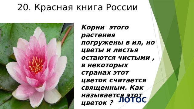 20. Красная книга России Корни этого растения погружены в ил, но цветы и листья остаются чистыми , в некоторых странах этот цветок считается священным. Как называется этот цветок ? ЛОТОС 