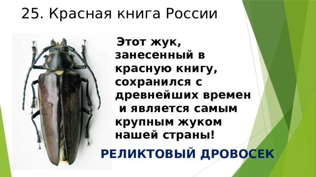 25. Красная книга России  Этот жук, занесенный в красную книгу, сохранился с древнейших времен и является самым крупным жуком нашей страны! РЕЛИКТОВЫЙ ДРОВОСЕК 