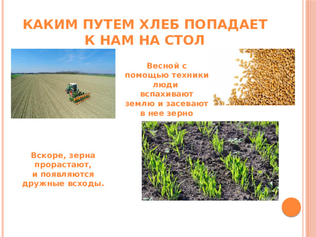 Каким путем хлеб попадает к нам на стол Весной с помощью техники люди вспахивают землю и засевают в нее зерно Вскоре, зерна прорастают, и появляются дружные всходы. 