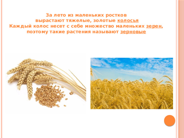 За лето из маленьких ростков  вырастают тяжелые, золотые колосья Каждый колос несет с себе множество маленьких зерен , поэтому такие растения называют зерновые  