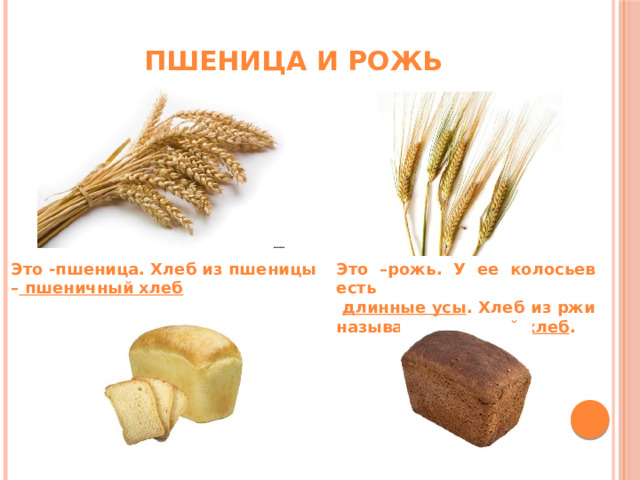Пшеница и рожь Это -пшеница. Хлеб из пшеницы –  пшеничный хлеб Это –рожь. У ее колосьев есть  длинные усы . Хлеб из ржи называется ржаной хлеб . 