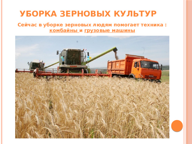 Уборка зерновых культур Сейчас в уборке зерновых людям помогает техника : комбайны и грузовые машины 