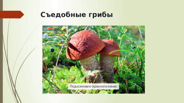 Съедобные грибы   