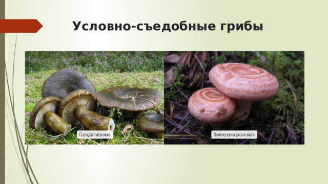 Условно-съедобные грибы   