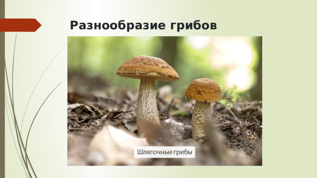 Разнообразие грибов   