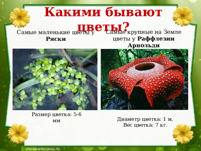 Какими бывают цветы? Самые маленькие цветы у Ряски Самые крупные на Земле цветы у Раффлезии Арнольди Размер цветка: 5-6 мм Диаметр цветка: 1 м. Вес цветка: 7 кг. 