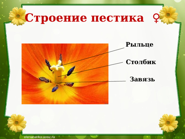 Строение пестика ♀ Рыльце Столбик Завязь 