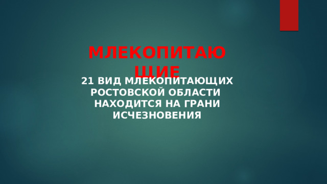 МЛЕКОПИТАЮЩИЕ 21 ВИД МЛЕКОПИТАЮЩИХ РОСТОВСКОЙ ОБЛАСТИ НАХОДИТСЯ НА ГРАНИ ИСЧЕЗНОВЕНИЯ 