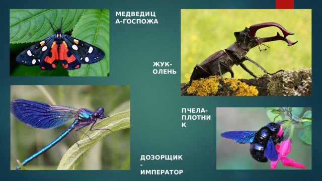 МЕДВЕДИЦА-ГОСПОЖА ЖУК-ОЛЕНЬ ПЧЕЛА-ПЛОТНИК ДОЗОРЩИК-ИМПЕРАТОР 