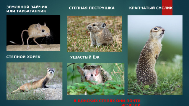 ЗЕМЛЯНОЙ ЗАЙЧИК ИЛИ ТАРБАГАНЧИК КРАПЧАТЫЙ СУСЛИК СТЕПНАЯ ПЕСТРУШКА СТЕПНОЙ ХОРЁК УШАСТЫЙ ЁЖ В ДОНСКИХ СТЕПЯХ ОНИ ПОЧТИ ИСЧЕЗЛИ 