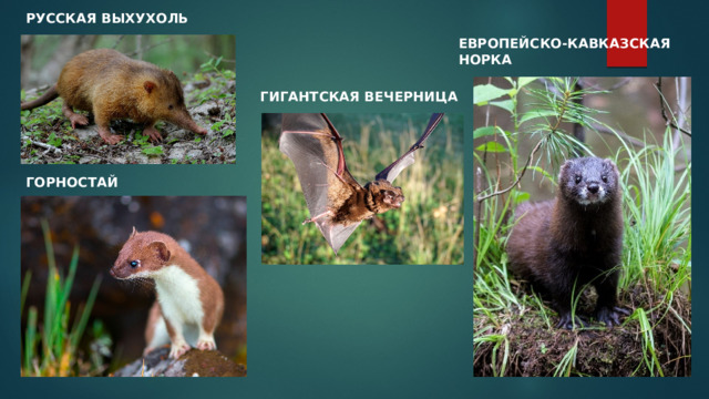 РУССКАЯ ВЫХУХОЛЬ ЕВРОПЕЙСКО-КАВКАЗСКАЯ НОРКА ГИГАНТСКАЯ ВЕЧЕРНИЦА ГОРНОСТАЙ 
