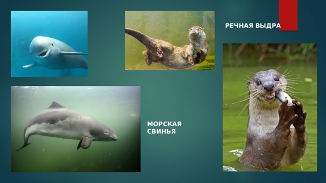 РЕЧНАЯ ВЫДРА МОРСКАЯ СВИНЬЯ 