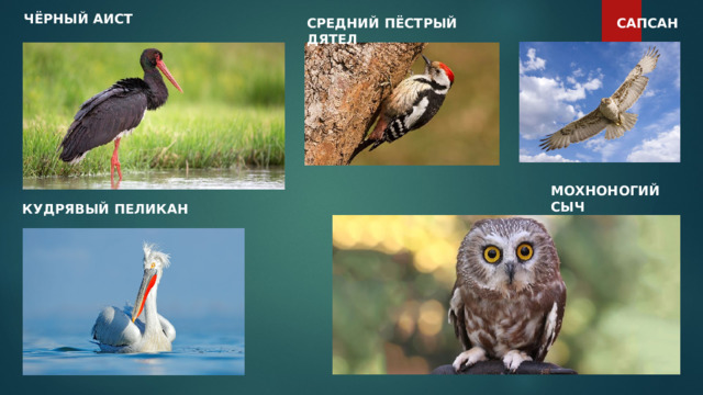 ЧЁРНЫЙ АИСТ САПСАН СРЕДНИЙ ПЁСТРЫЙ ДЯТЕЛ МОХНОНОГИЙ СЫЧ КУДРЯВЫЙ ПЕЛИКАН 